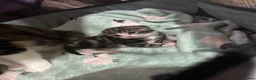 Mixed Breed cats for sale: 2 mixed breed kittens  in Basingstoke - Advert 8