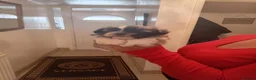 Shih Tzu dogs for sale: Shih tzu puppy  - Advert 3