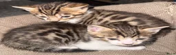 Turkish Angora cats for sale: Bengal x Turkish Angora  - Advert 4