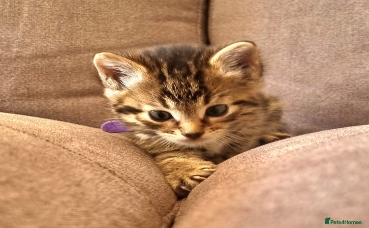 Bengal cats - Advert 7