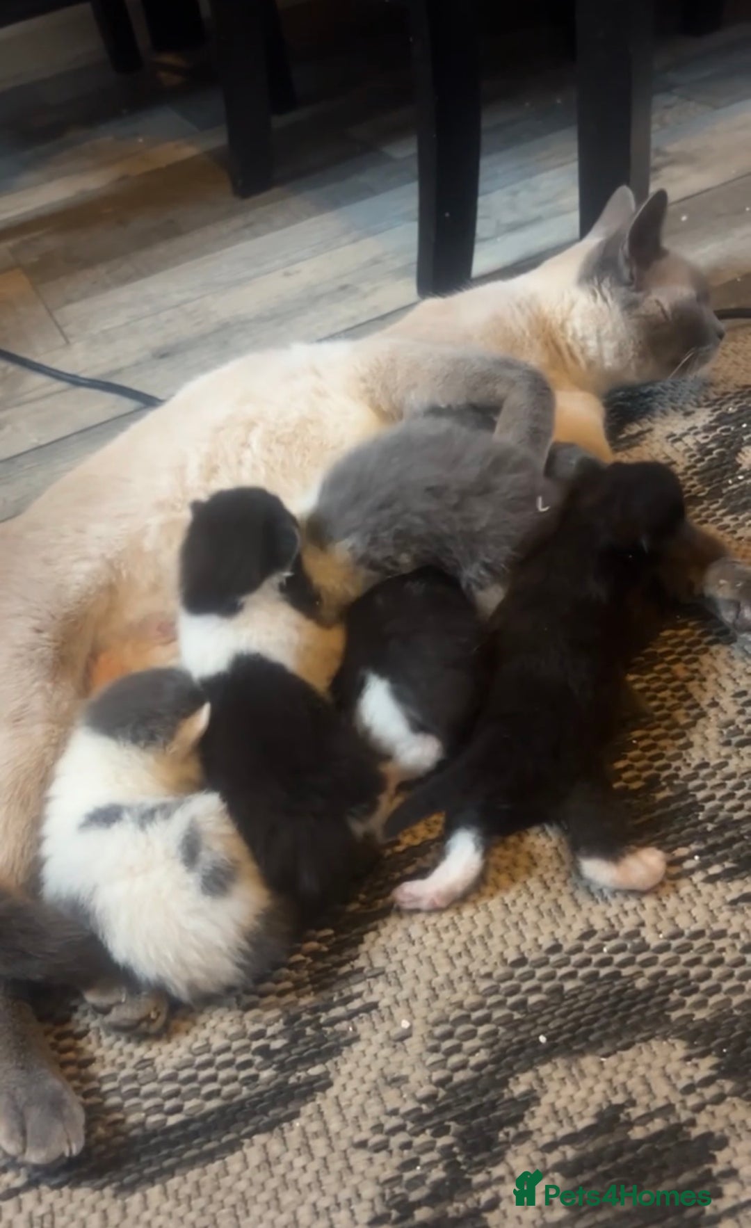 Ragamese cats for sale: 5 AMAZING BUNDLES OF JOY❤️❤️❤️PRICES VARY - Advert 2