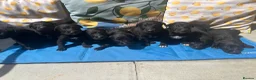 Mixed Breed dogs for sale: Labrador cross  - Advert 11