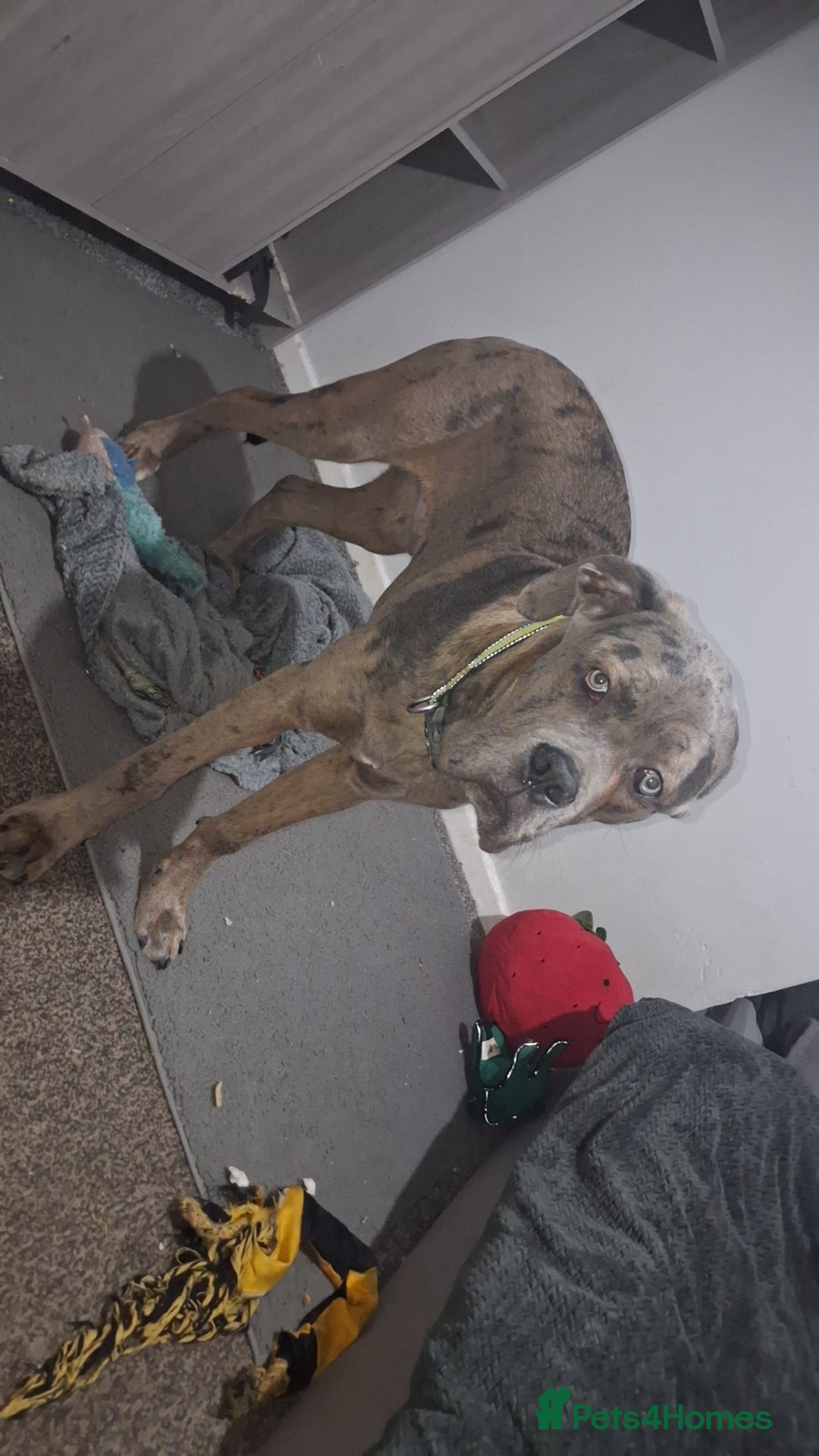 Cane Corso dogs for sale: Merle Cane Corso - Advert 4