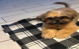 Shih Tzu dogs for sale: Lovely Shih Tzu - Image 3