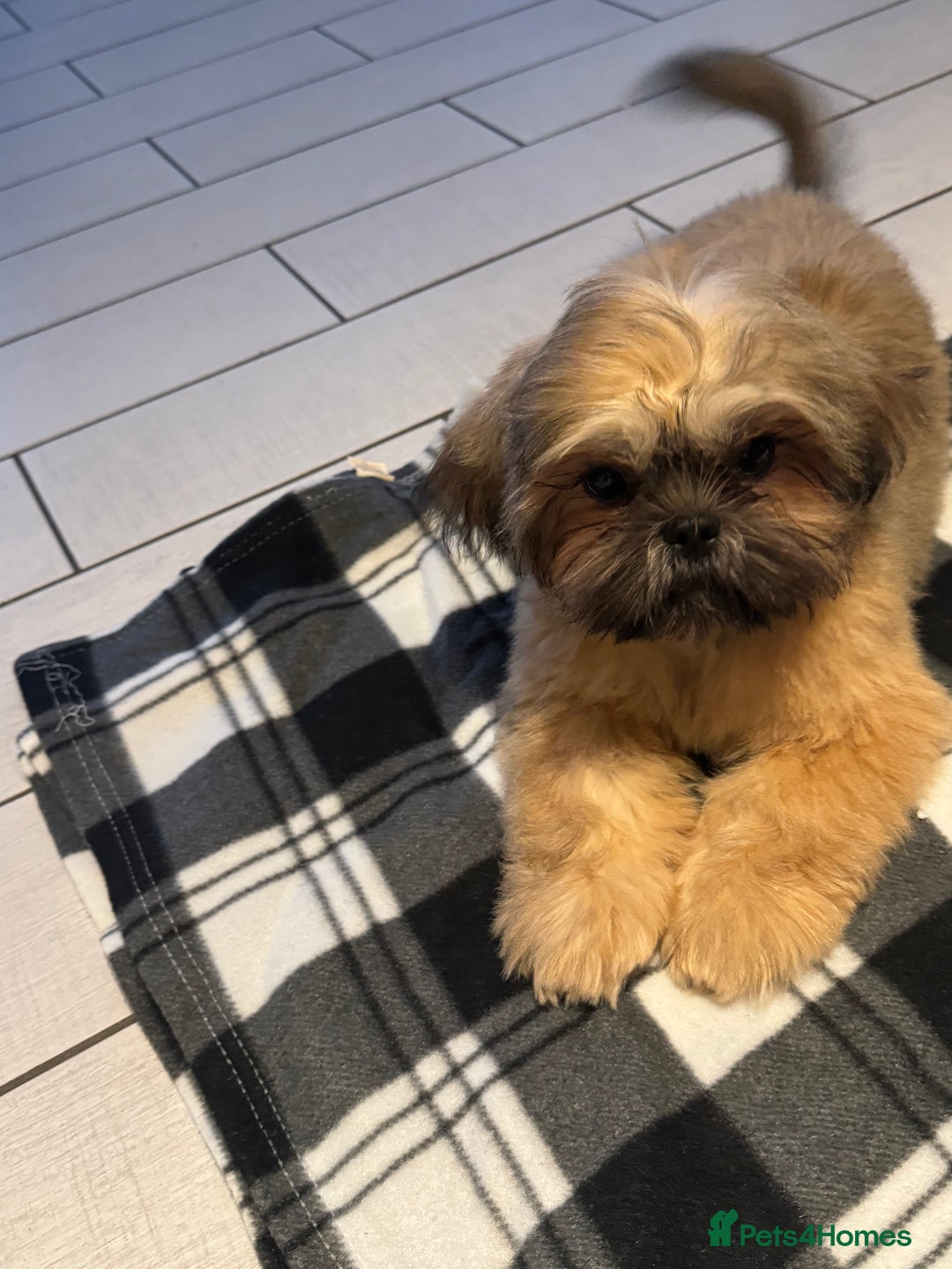 Shih Tzu dogs for sale: Lovely Shih Tzu - Image 3
