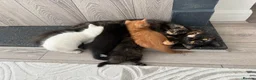 Mixed Breed cats for sale: Kittens for Sale in Enfield - Advert 2