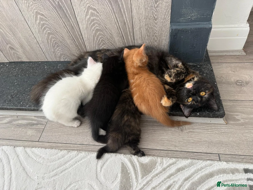 Mixed Breed cats for sale: Kittens for Sale in Enfield - Advert 2
