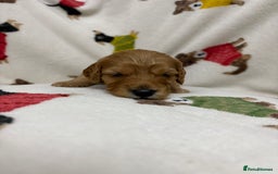 Cockapoo dogs for sale: Five Beautiful Cockerpoo Puppies  - Image 3