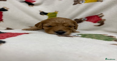 Cockapoo dogs - Advert 8