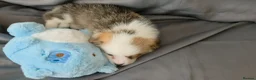 Welsh Corgi Pembroke dogs for sale: Corgi Puppies for Loving Homes – 1 Male, 1 Females - Advert 21