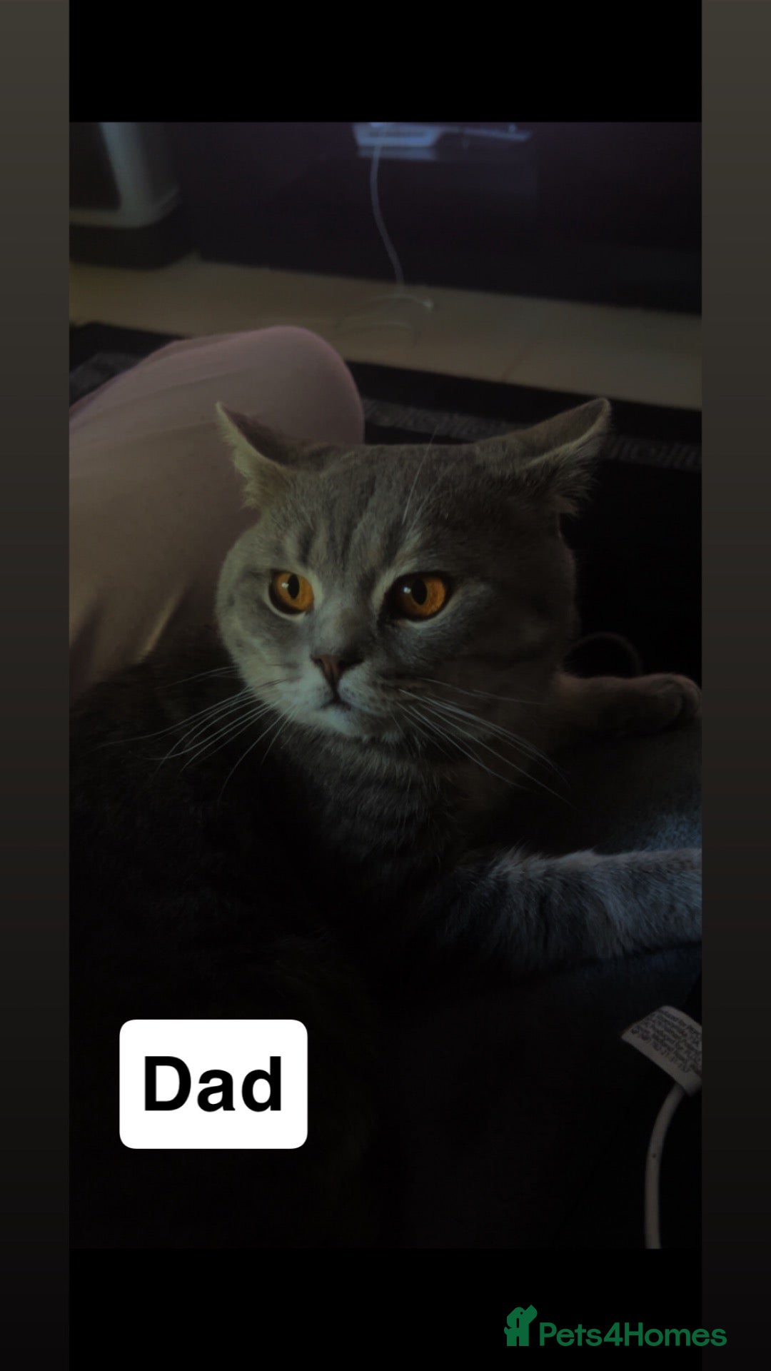 British Shorthair cats Beautiful British Shorthair - Advert 1