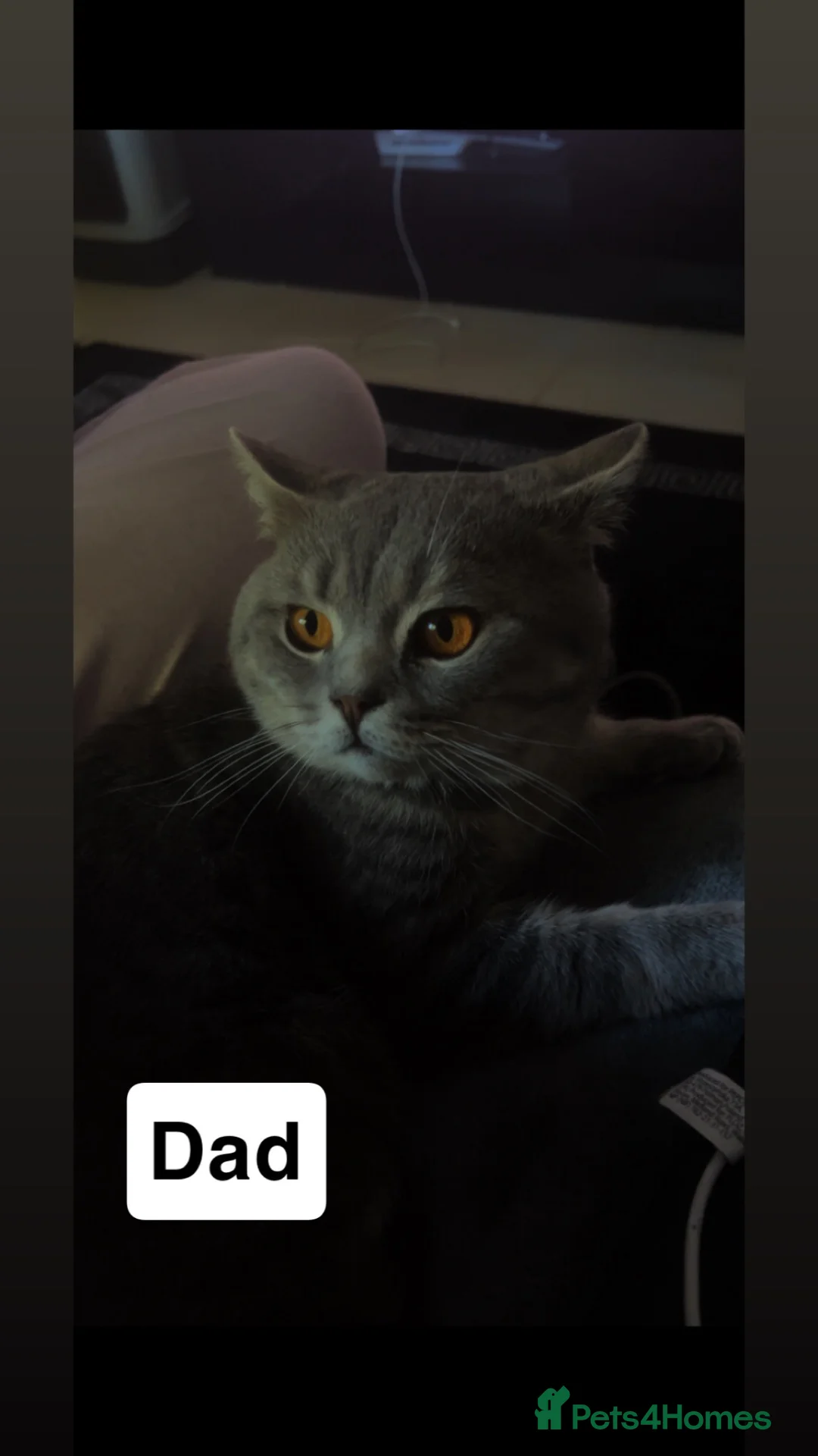 British Shorthair cats for sale: Beautiful British Shorthair - Advert 1
