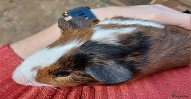 Guinea Pig rodents - Advert 13