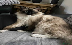 Ragdoll cats for sale: 2 rag doll boys - Image 14