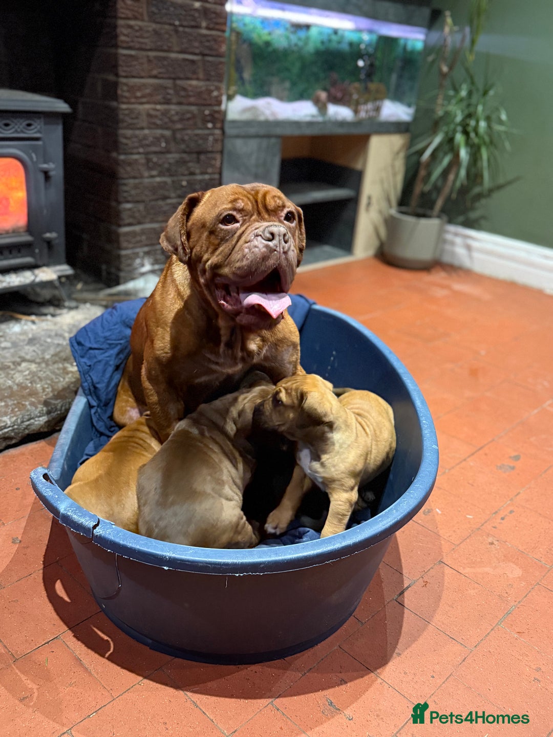 Mixed Breed dogs for sale: Ddb x cane corso - Advert 1