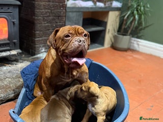 Mixed Breed dogs Ddb x cane corso - Advert 8