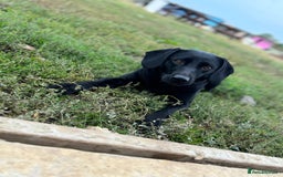 Mixed Breed dogs for sale: READY TO GO – Lab/Spaniel/Collie Mix Puppies - Image 21