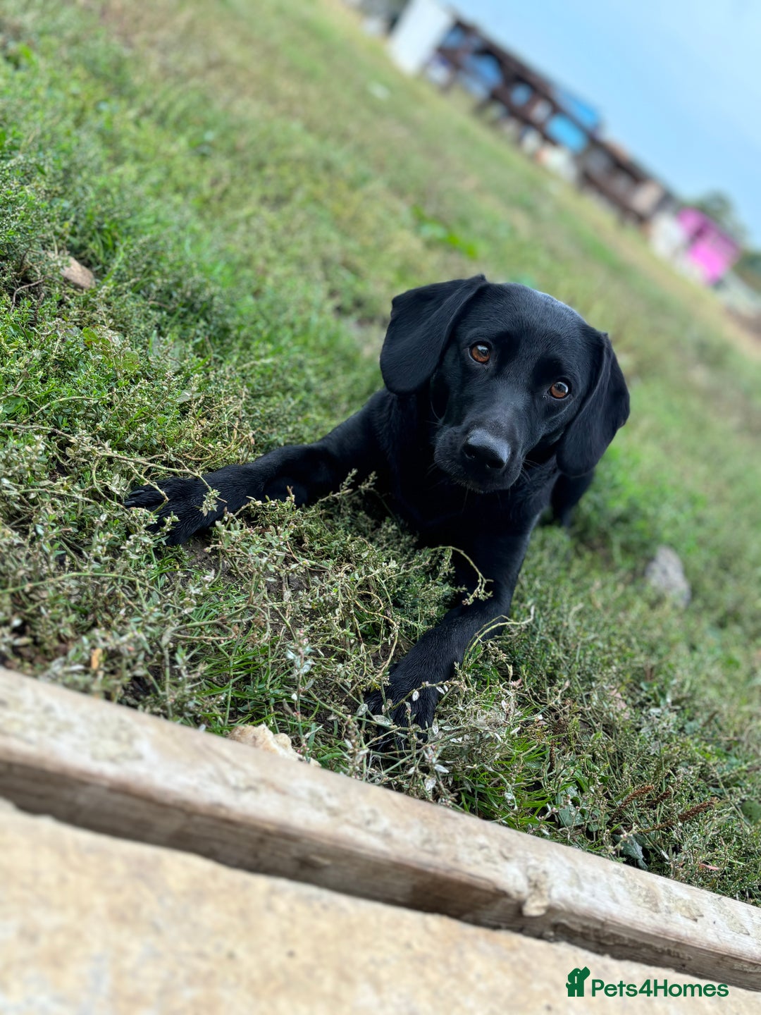 Mixed Breed dogs for sale: READY TO GO – Lab/Spaniel/Collie Mix Puppies - Image 21