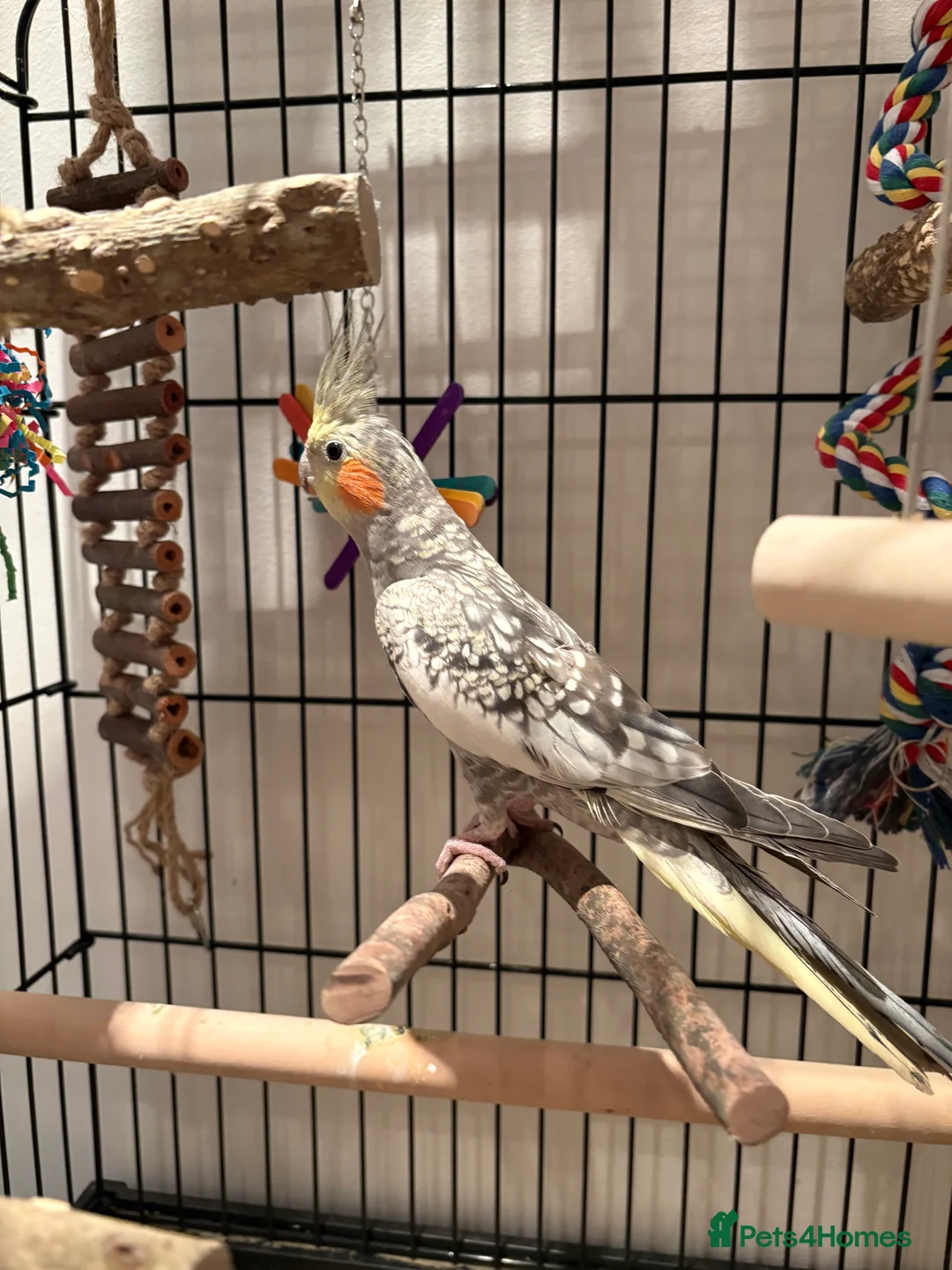 Cockatiels birds for sale: Beautiful male cockatiel  in Woodford Green - Advert 8