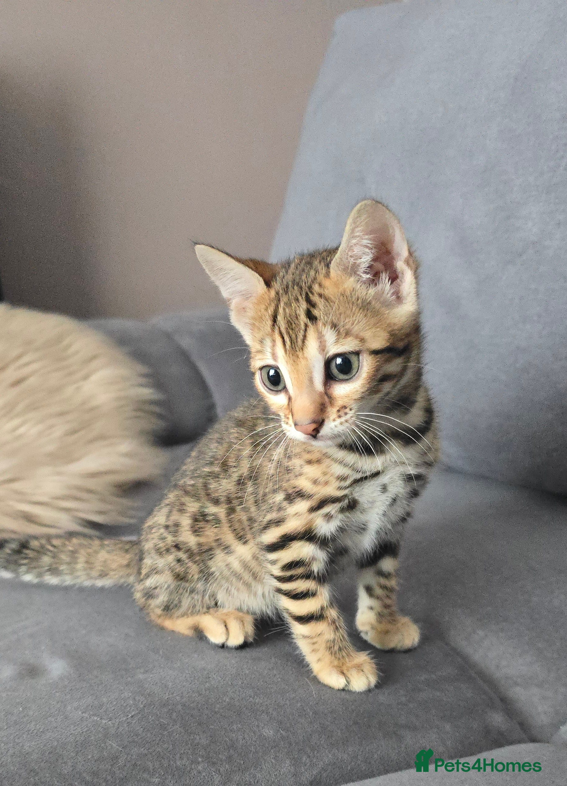 Bengal cats Outstanding rosetted brown bengal girls left 🔥 - Advert 3