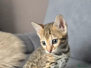 Bengal cats Outstanding rosetted brown bengal girls left 🔥 - Advert 3
