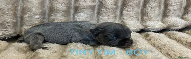 TINY TIM