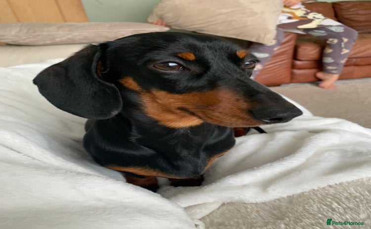 Miniature Dachshund dogs - Advert 8