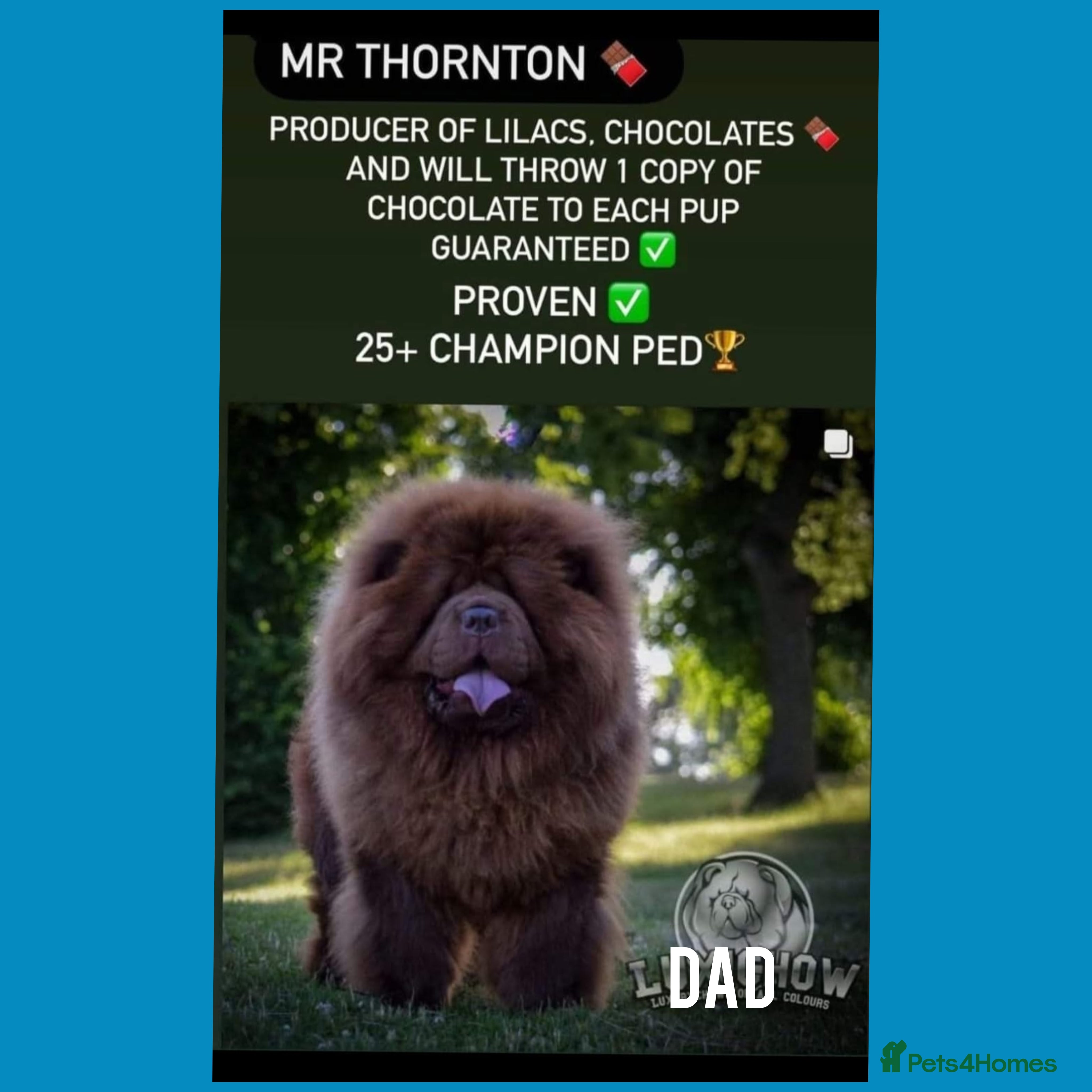 Chow Chow dogs CHOW CHOW pups 🐶 READY TO LEAVE ON WEDNESDAY ✨️ - Advert 1