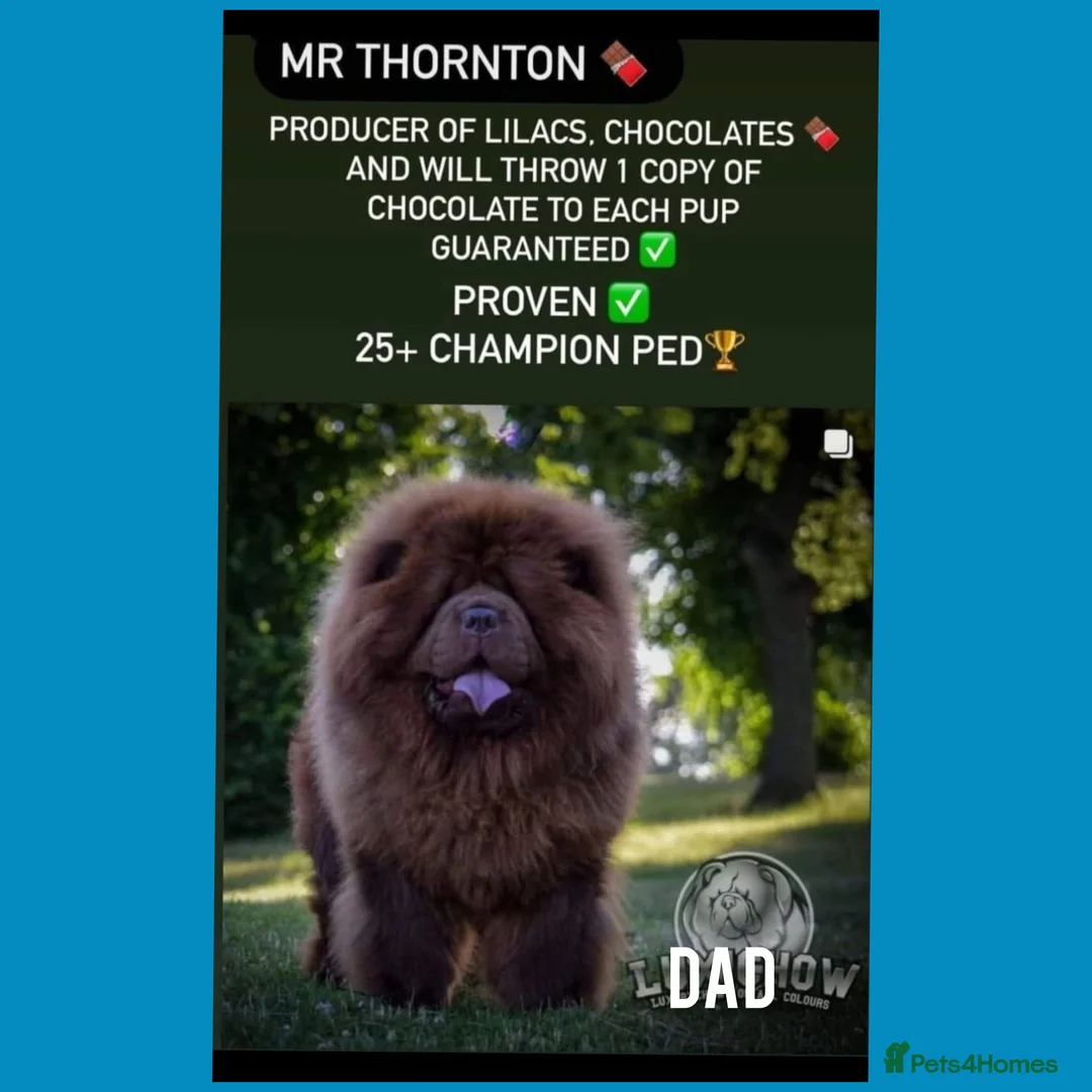 Chow Chow dogs for sale: Female ready to leave! 5⭐️homes - Advert 5