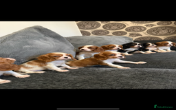 Cavalier King Charles Spaniel dogs for sale: Kennel club reg dna cavalier pups fully vaccine  - Image 5