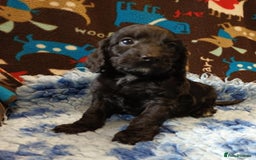Cockapoo dogs for sale: F1 SHOW TYPE COCKAPOO BOY FROM 5* LICENCED BREEDER - Image 2