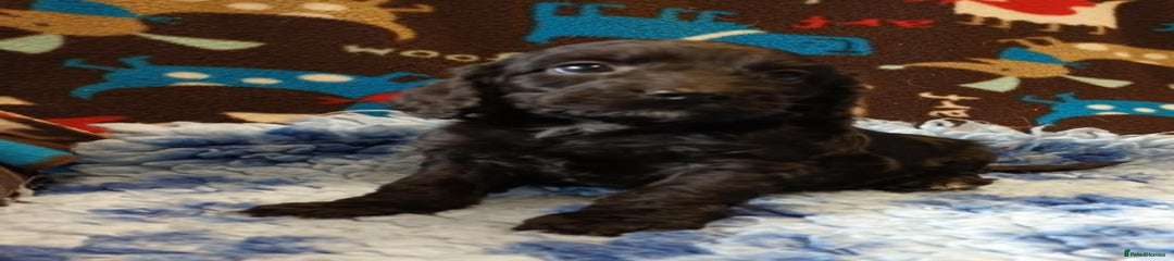 Cockapoo Puppy 1