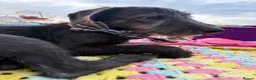 Mixed Breed dogs for sale: Bedlington whippet cross - Advert 4