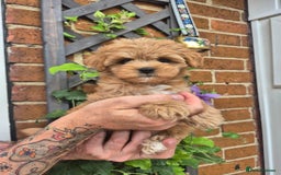 Maltipoo dogs for sale: Amazing TeddyBear Asian Korean Maltipoo puppies - Image 23