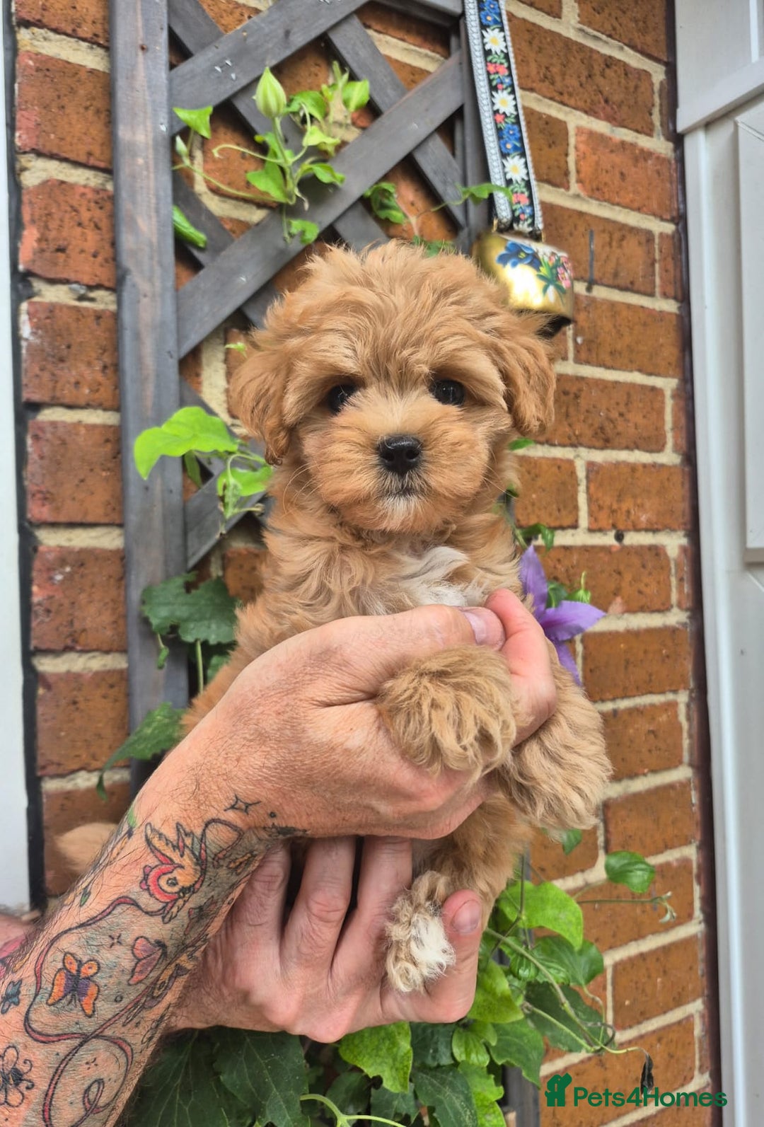 Maltipoo dogs for sale: Amazing TeddyBear Asian Korean Maltipoo puppies - Image 23