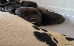Staffordshire Bull Terrier dogs for sale: STAFFORDSHIRE BULL TERRIOR PUPPIES - Image 29