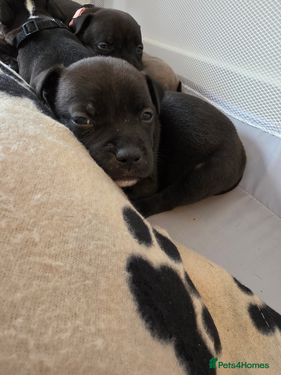 Staffordshire Bull Terrier dogs for sale: STAFFORDSHIRE BULL TERRIOR PUPPIES - Image 29