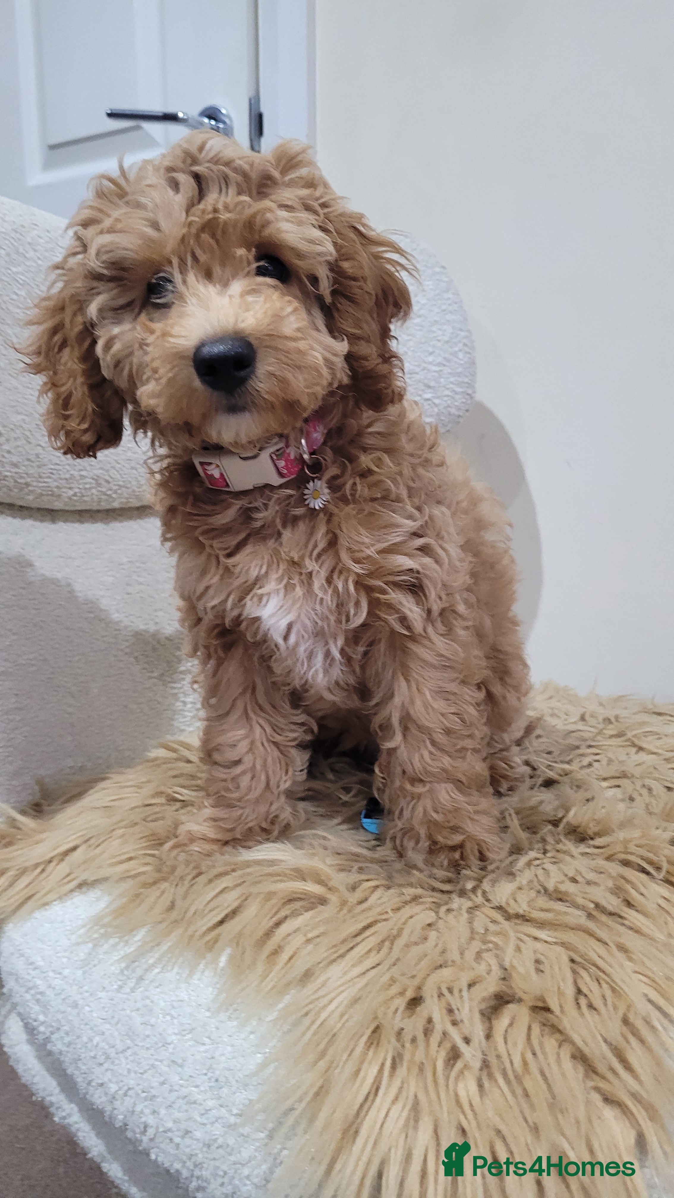 Cockapoo dogs Beautiful cockapoo girl pup - Advert 15