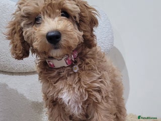 Cockapoo dogs Beautiful cockapoo girl pup - Advert 2
