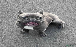 French Bulldog dogs for sale: 17 month Male French bulldog  - Image 6
