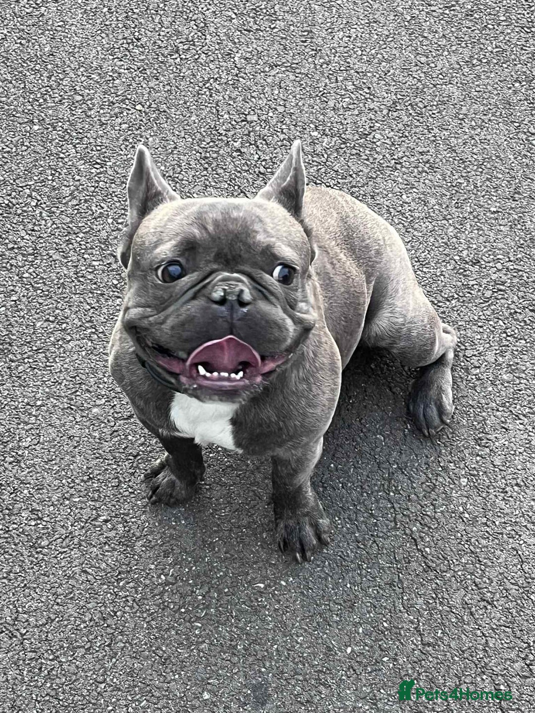 French Bulldog dogs for sale: 17 month Male French bulldog  - Image 6
