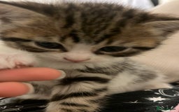 European cats for sale: 4 cute kittens for sale  - Image 3