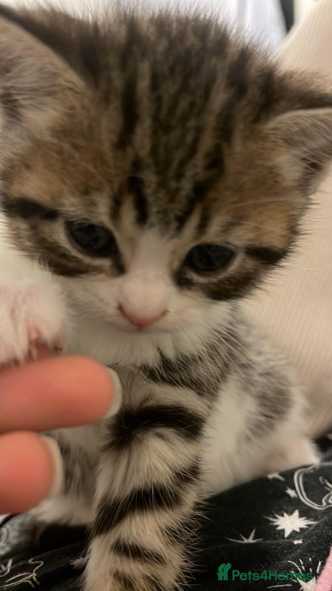 European cats for sale: 4 cute kittens for sale  - Image 3