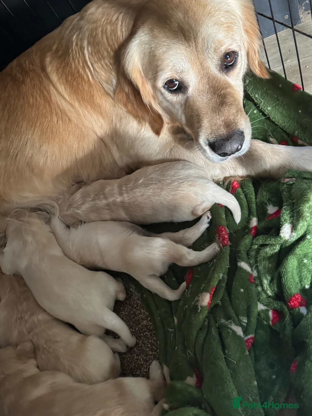 Golden Retriever dogs for sale: Gorgeous Golden Retrievers - Advert 2