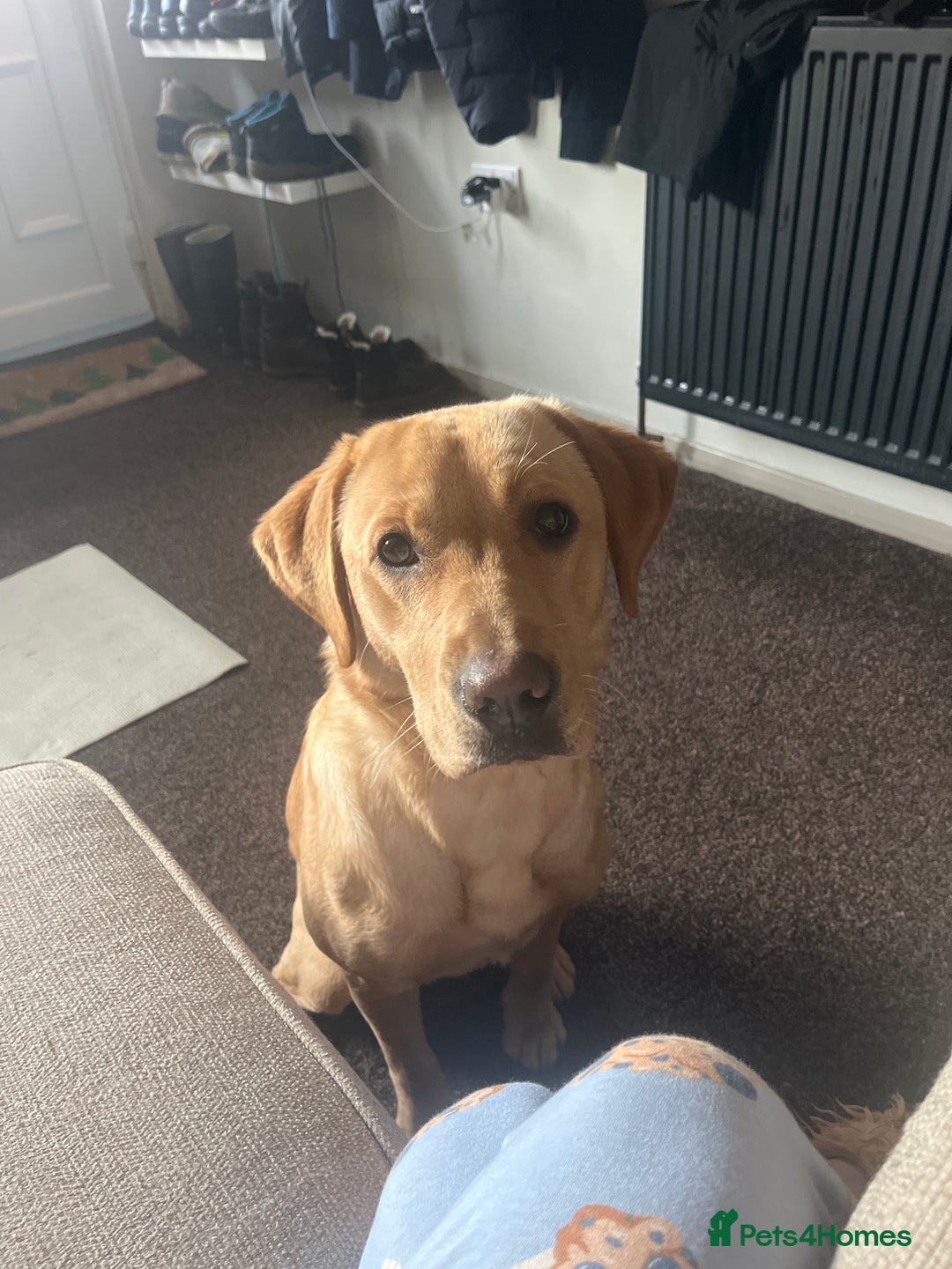 Labrador Retriever dogs for sale: Loving Labrador Daisy Seeking Forever Home - Advert 2