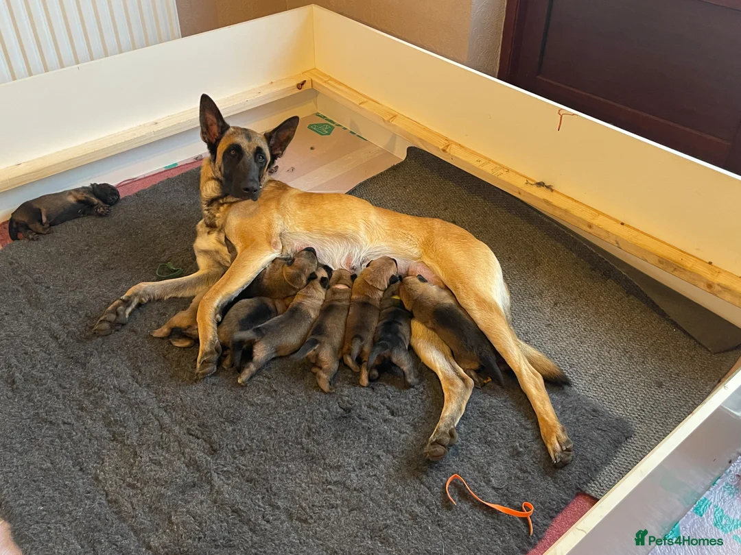 Belgian Shepherd Dog dogs for sale: Stunning Belgian Malinois puppies  - Advert 1