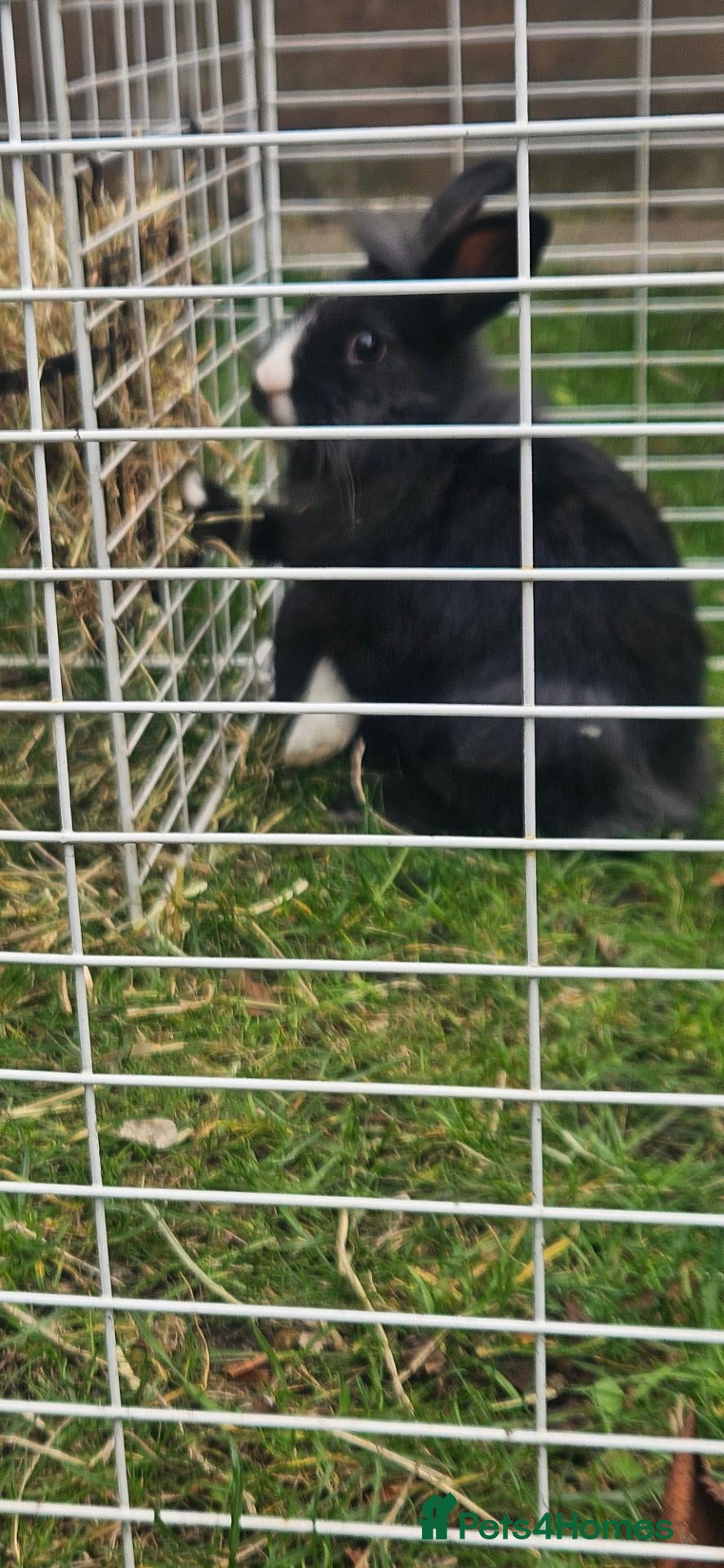 Dutch rabbits They are so cute 😍 and soft  - Advert 16