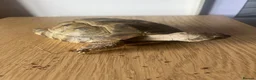 Tortoise reptiles for sale: Horsefield tortoise(s) for sale in Stirling - Advert 6