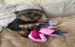 Yorkshire Terrier dogs for sale: Mini Yorkshire terrier puppies  - Image 4