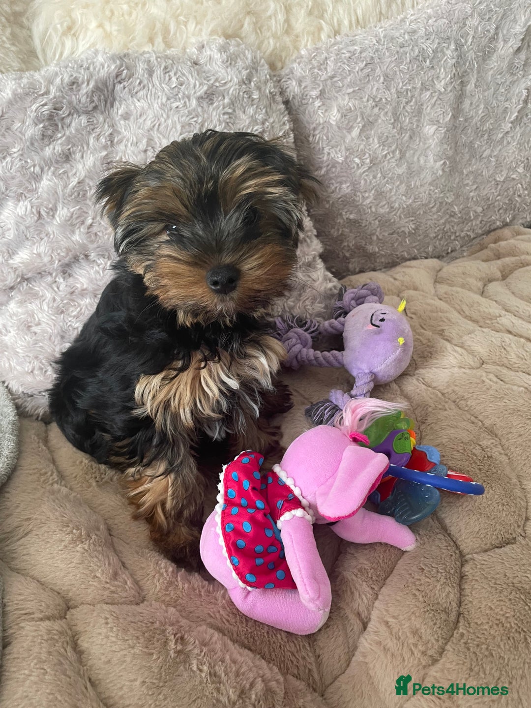 Yorkshire Terrier dogs for sale: Mini Yorkshire terrier puppies  - Image 4